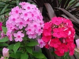 山東青州福祿考供應(yīng)基地 價格優(yōu)惠 批發(fā) 供應(yīng)各種草花 山東青州麗穎花卉苗木基地 山東草花,青州草花,草花基地,綠化苗木基地,山東綠化苗木