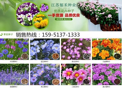 波斯菊種子什么時候種植開花好看嗎是菊花嗎|花卉種子|花卉盆景|供應(yīng)信息|597苗木網(wǎng)