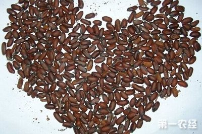 常見的幾種花卉種子催芽方法- 種植技術(shù)-