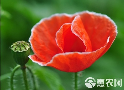 我要發(fā)芽 花卉種子 虞美人種子 麗春花 賽牡丹 錦被花