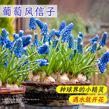 風(fēng)信子種子球批發(fā)