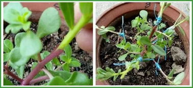 2種 便宜花 ,用1招養(yǎng)成 老樁 ,美死了,給 1萬 都不賣