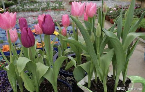 3種植物被稱為 毒花 ,臥室 客廳別再養(yǎng),放陽臺卻能觀賞