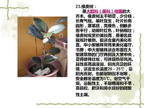 100種室內(nèi)常見植物養(yǎng)護(hù)環(huán)境大全 送給你