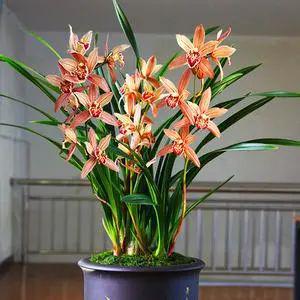 家里養(yǎng)這2種花,盆越小 花越多 ,個個都是 精品