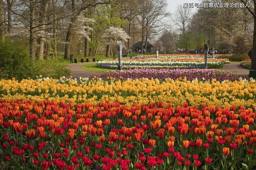 鮮花經(jīng)濟(jì)開出新 花 樣