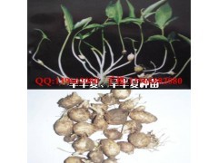 半夏種子價(jià)格|花卉種子|花卉盆景|供應(yīng)信息|597苗木網(wǎng)