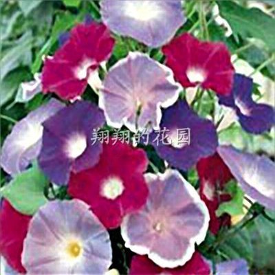 混色牽牛花套餐/花種子/園藝花籽/花卉種子爬藤朝顏_生活服務(wù)鮮花速遞/蛋糕配送/園藝花藝