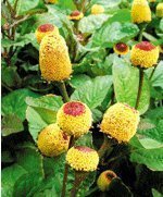 種苗、種子、種球-花卉種子,盆栽桂圓菊種子 約20粒? 種子批發(fā) 進(jìn)口種子-種苗.