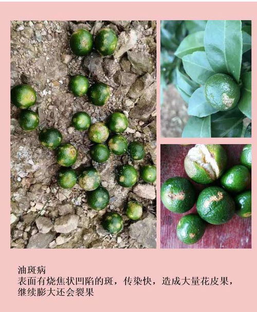 這種花皮果是瘡痂病,近期高發(fā) 使用3年的套餐公開,有效好用