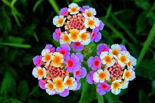 給點(diǎn)陽光就燦爛的植物 馬纓丹的栽培技術(shù)