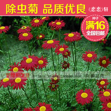 【除蟲菊花種子】最新最全除蟲菊花種子返利優(yōu)惠_一淘網(wǎng)