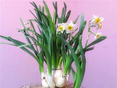 花卉種子云香水仙栽培要點(diǎn) - 產(chǎn)量怎么樣 - 優(yōu)缺點(diǎn)、價(jià)格、抗性