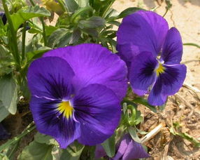 分享多種花種子 各種草花 三色堇 美花酢 結(jié)束 分享交換 藏花閣園藝論壇家庭園藝花卉 powered discuz