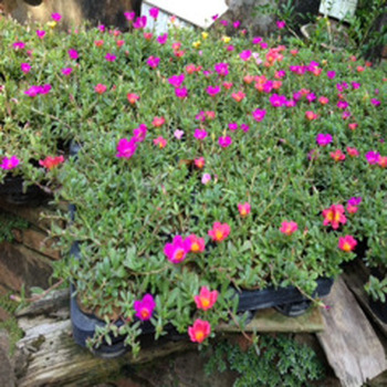 批發(fā)太陽花種球太陽花花苗盆栽花卉種子太陽花園林植物農(nóng)戶價(jià)