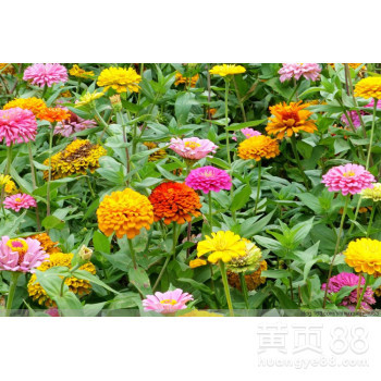 百日草種子目前什么價(jià)格