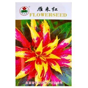 津沽園藝 芳萱苑系列 雁來紅種子 老來少種子 三色莧種子 花卉種子 家庭盆栽 1包 【津沽園藝】 價(jià)格 報(bào)價(jià) 圖片