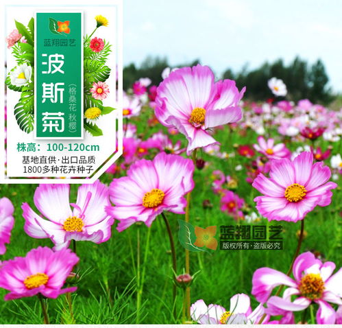 進(jìn)口花卉 花卉種子 波斯菊花種子 園林綠化種子 景觀花海種子