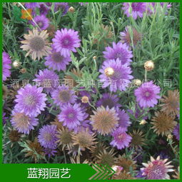 廠家直銷 花卉種子 干花菊 菊花種子 干花菊種子 種子批發(fā)