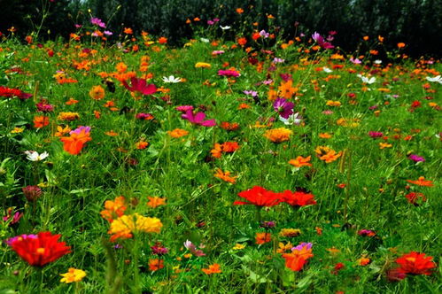 關(guān)于野花組合種子價格詳情