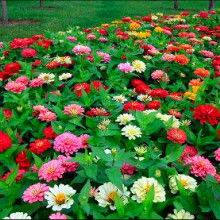 2019花卉種子種苗價格 報價 花卉種子種苗批發(fā) 第2頁 種子網(wǎng)