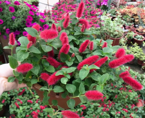 普通的吊蘭已經(jīng)過時,4種 精品 吊蘭,好看能開花,關(guān)鍵是好養(yǎng)