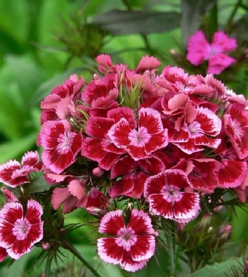 想學(xué)養(yǎng)花,適合養(yǎng)盆 陽臺精品 美國石竹,花香襲人,花態(tài)優(yōu)美