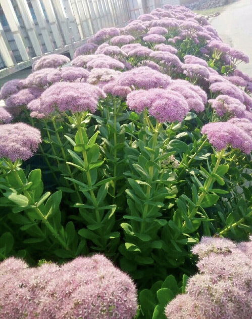 家庭養(yǎng)6種花 要當(dāng)心 ,容易出現(xiàn) 生物入侵 ,天天起來要清理