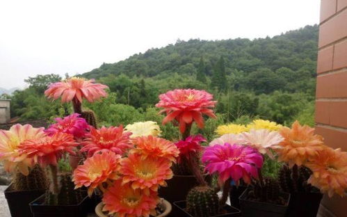 5種 怕水花 ,要用小盆養(yǎng),少管多曬曬,盆盆開大花