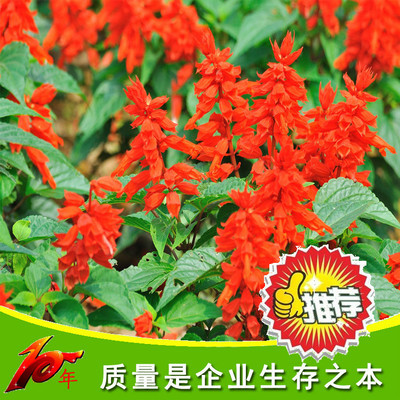 康達(dá)園藝 一串紅花草種子 矮串紅花種子 春秋四季播種花卉種 花卉種子、種苗 爆仗紅