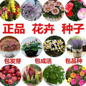 花種子四季種碗蓮波斯菊鳳仙花百日草香雪球薄荷滿天星勿忘我
