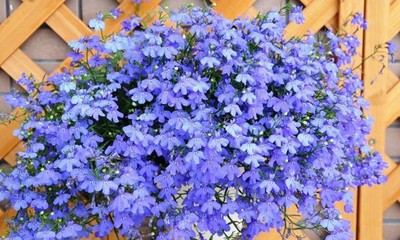 六倍利種孑盆栽花種子籽室內(nèi)花卉植物室外觀賞樹芳香香草植物種子