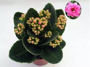 長壽花的養(yǎng)殖方法和注意事項(xiàng)