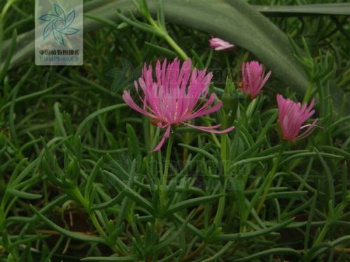 誰知道這種花的名稱,花兒四月份開,粉色的,葉為尖細(xì)狀的