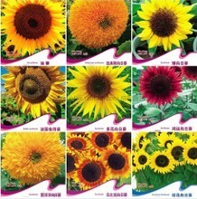 【春播花卉種子】最新最全春播花卉種子 產(chǎn)品參考信息