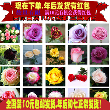 【盆栽鮮花種子】最新最全盆栽鮮花種子搭配優(yōu)惠_一淘網(wǎng)