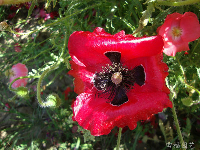 供應(yīng)花卉種子虞美人 園藝種子批發(fā) 盆栽花卉種子 景觀組合 一二年生花卉種子