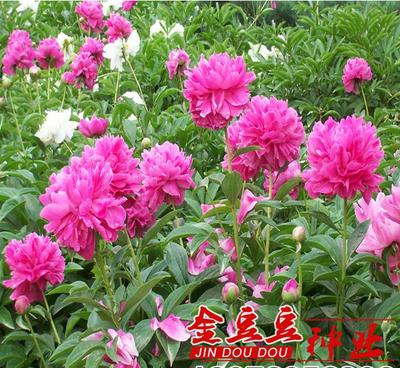 【牡丹籽牡丹種子發(fā)芽率高可盆栽 花卉種子陽臺觀花植物】價(jià)格_廠家_圖片 -