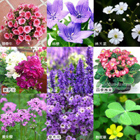 樂奇兒 各種花種子 家居裝飾植物 花卉 辦公室植物 香草