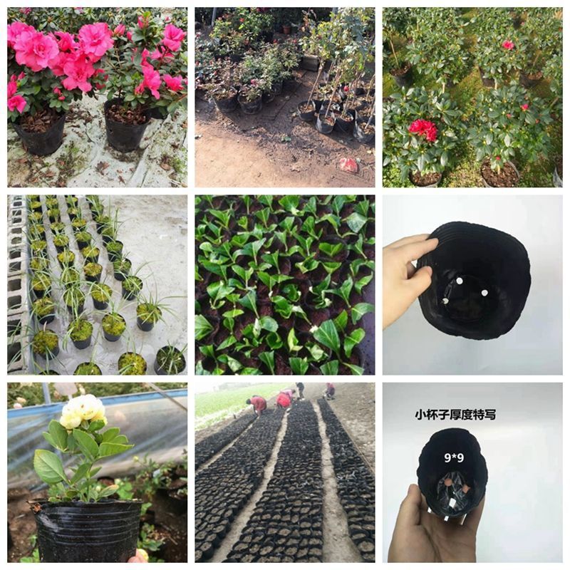 營養(yǎng)缽一次性黑碗塑料營養(yǎng)杯育苗杯花卉種子園林種植營養(yǎng)袋育苗袋