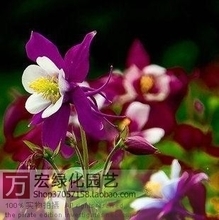 【貓爪草種子】最新最全貓爪草種子 產(chǎn)品參考信息