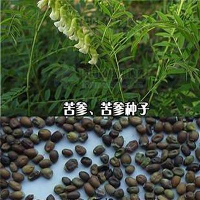 牡丹,芍藥價(jià)格_供牡丹,芍藥,綠化樹苗,花卉種苗_山東菏澤市牡丹,芍藥生產(chǎn)供應(yīng).