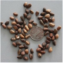 【松柏種子】最新最全松柏種子 產(chǎn)品參考信息