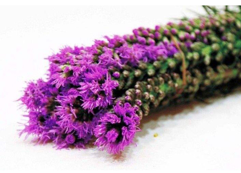 蛇鞭菊 多年生花期長(zhǎng)的優(yōu)雅花卉