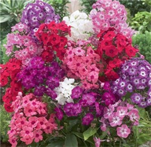 花卉種子：種植美麗的起點(diǎn)