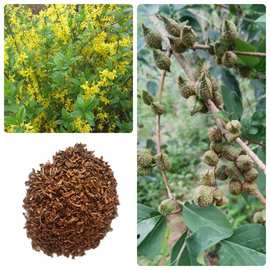 連翹花卉種子的種植與養(yǎng)護(hù)指南