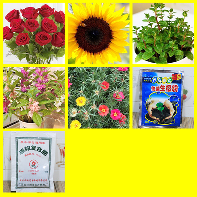 果蔬花卉種子的入門(mén)指南 五種新手易種的花卉與蔬菜