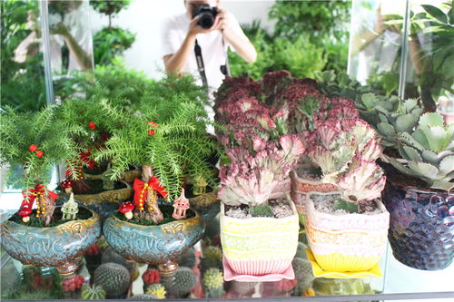 樂(lè)平市盛興花藝 花卉種子的選擇與種植指南