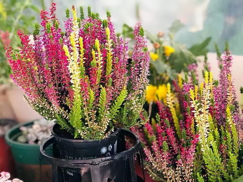 這8種貨真價(jià)實(shí)的網(wǎng)紅花，開(kāi)花很良心，養(yǎng)護(hù)超簡(jiǎn)單