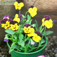 津沽園藝小蝴蝶花與小角堇種子 復(fù)色花卉種植指南與購(gòu)買(mǎi)信息